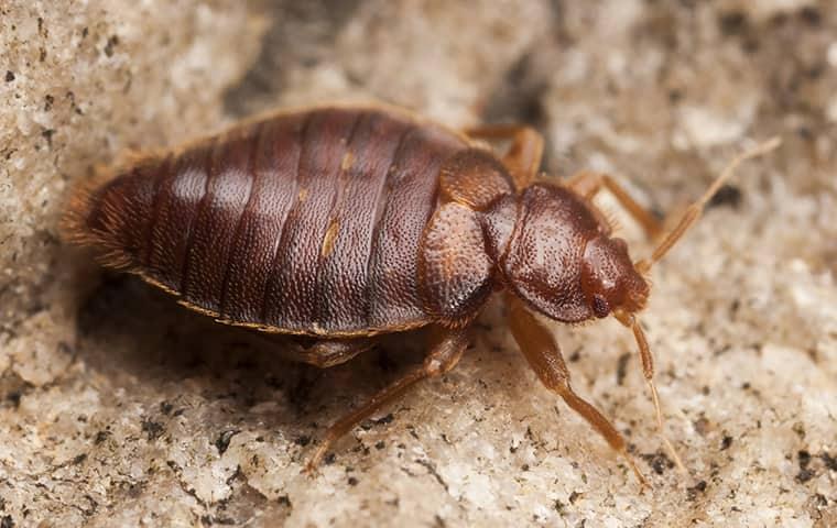 Pest Control Bed Bugs 