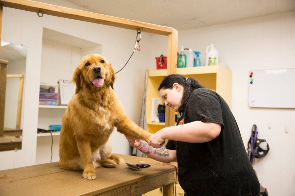 Pet Grooming